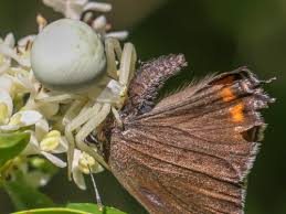 Attēlu rezultāti vaicājumam “Satyrium pruni underside”