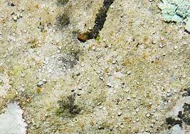 Attēlu rezultāti vaicājumam “Calicium adspersum”