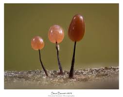 Attēlu rezultāti vaicājumam “Physarum braunianum macro”