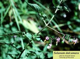 Attēlu rezultāti vaicājumam “Solanum dulcamara”