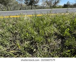 Attēlu rezultāti vaicājumam “Anisantha tectorum fruit”