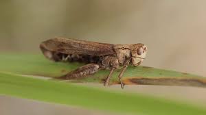 Attēlu rezultāti vaicājumam “Entomophaga grylli”