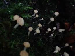 Attēlu rezultāti vaicājumam “Vibrissea decolorans”