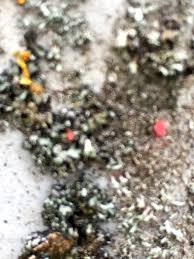 Attēlu rezultāti vaicājumam “Illosporiopsis christiansenii”