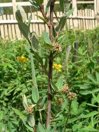Attēlu rezultāti vaicājumam “Salix myrtilloides”