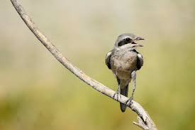 Attēlu rezultāti vaicājumam “Lanius excubitor”