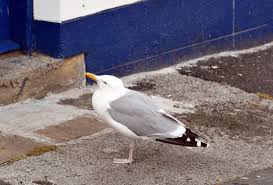 Attēlu rezultāti vaicājumam “Larus argentatus nest”