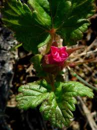 Attēlu rezultāti vaicājumam “Rubus arcticus”