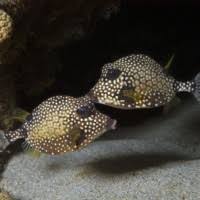 Attēlu rezultāti vaicājumam “Symphytocarpus trechisporus macro”