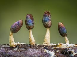 Attēlu rezultāti vaicājumam “Diachea leucopodia”