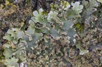 Attēlu rezultāti vaicājumam “Physconia detersa”