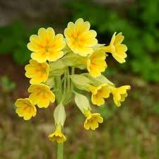 Image result for Primula veris
