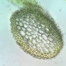 Attēlu rezultāti vaicājumam “Calliergonella lindbergii”