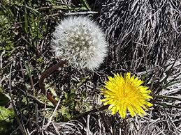 Attēlu rezultāti vaicājumam “Taraxacum”