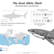Image result for Carcharodon carcharias