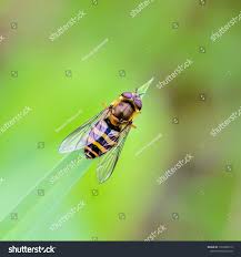 Attēlu rezultāti vaicājumam “Syrphus torvus”