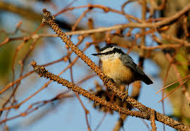 Image result for Sitta canadensis