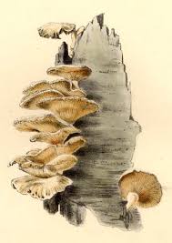 Attēlu rezultāti vaicājumam “Panellus stipticus”