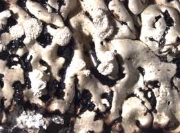 Attēlu rezultāti vaicājumam “Menegazzia terebrata”