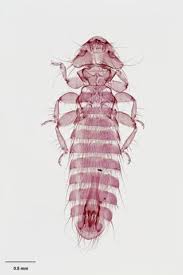 Attēlu rezultāti vaicājumam “Phthiraptera”