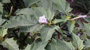 Image result for Datura stramonium