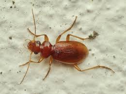 Attēlu rezultāti vaicājumam “Leistus ferrugineus”