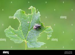 Attēlu rezultāti vaicājumam “Adoxus obscurus”