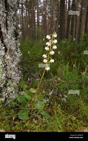 Attēlu rezultāti vaicājumam “Pyrola media”