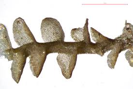 Attēlu rezultāti vaicājumam “Jungermannia sphaerocarpa”