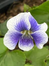 Attēlu rezultāti vaicājumam “Viola sororia”