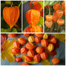 Attēlu rezultāti vaicājumam “Physalis alkekengi fruit”