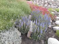 Attēlu rezultāti vaicājumam “Trollius europaeus bud”