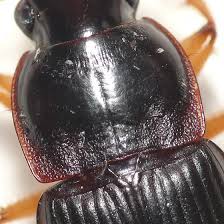 Attēlu rezultāti vaicājumam “Harpalus sp.”