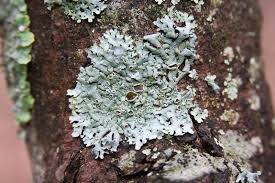 Attēlu rezultāti vaicājumam “Hypotrachyna sp.”