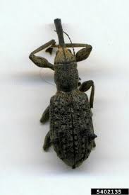 Attēlu rezultāti vaicājumam “Pissodes piniphilus”