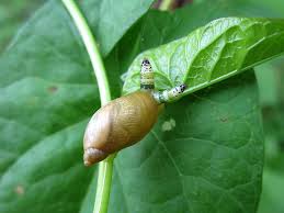 Attēlu rezultāti vaicājumam “Leucochloridium paradoxum”