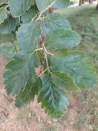 Attēlu rezultāti vaicājumam “Sorbus intermedia leaf”