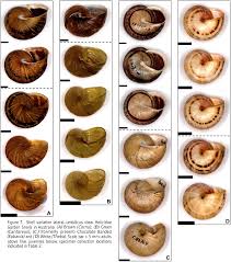 Attēlu rezultāti vaicājumam “Helicidae”