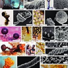 Attēlu rezultāti vaicājumam “Hemitrichia leiotricha stalked”