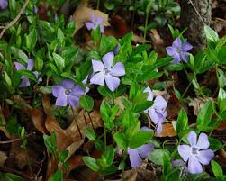 Attēlu rezultāti vaicājumam “Vinca minor flower”