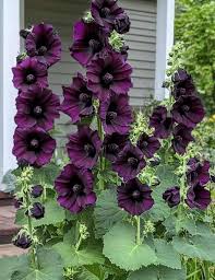 Image result for Alcea (althaea) rosea