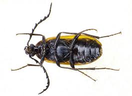 Attēlu rezultāti vaicājumam “Pseudocistela ceramboides”