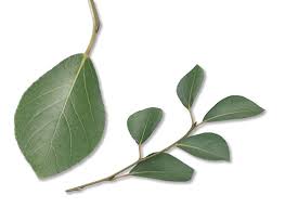 Attēlu rezultāti vaicājumam “Populus simonii”