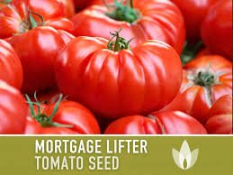 Afbeeldingsresultaat voor mortgage lifter bicolor strain tomato