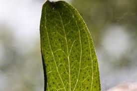 Attēlu rezultāti vaicājumam “Hypericum perforatum leaf”