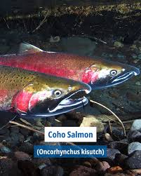 Image result for Oncorhynchus kisutch