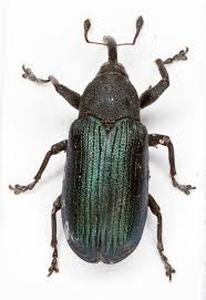 Attēlu rezultāti vaicājumam “Magdalis sp.”