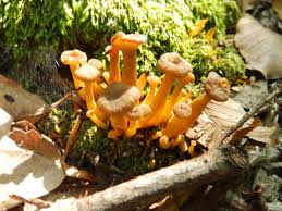 Attēlu rezultāti vaicājumam “Leotia lubrica”