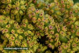 Attēlu rezultāti vaicājumam “Rhus typhina flower”