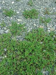 Attēlu rezultāti vaicājumam “Polygonum aviculare”